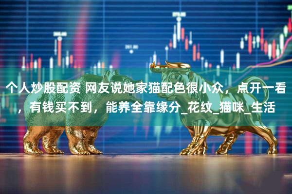 个人炒股配资 网友说她家猫配色很小众，点开一看，有钱买不到，能养全靠缘分_花纹_猫咪_生活