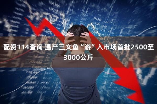 配资114查询 温产三文鱼“游”入市场首批2500至3000公斤